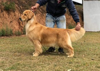 LEXA Filha de um cão Top 20 nos EUA, tem a pelagem dourada um pouco mais caramelo e uma movimentação maravilhosa.